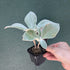 Sinningia leucotricha 'Edelweiss’ - 7cm pot